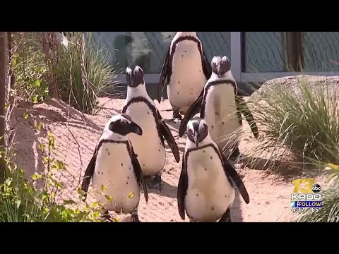 Cheyenne Mountain Zoo in the running for Best Zoo in North America, voting ends next week