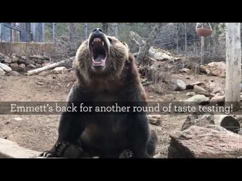 Final Round of Taste Testing with Grizzly Bear Emmett