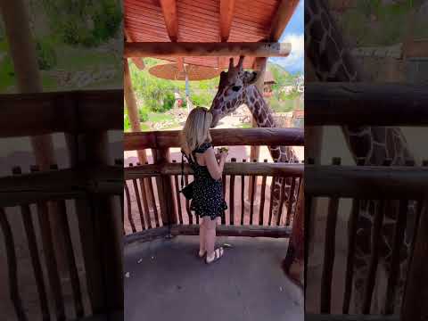 Giraffes at Cheyenne Mountain Zoo