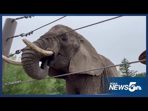 Group appeals state Supreme Court on behalf of Cheyenne Mountain Zoo elephants